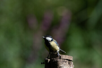 Common UK garden birds feeding.
