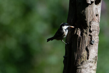 Common UK garden birds feeding.