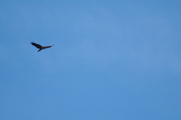Juvenile bearded vulture Gypaetus barbatus flying in Revilla. Pyrenees. Huesca. Aragon. Spain.