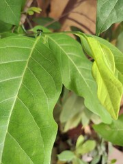close up of green leaves