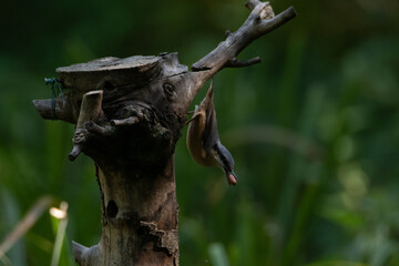 Common UK garden birds feeding.