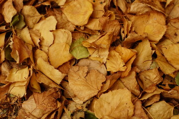 Backround of dry brown fallen birch autumn leaves