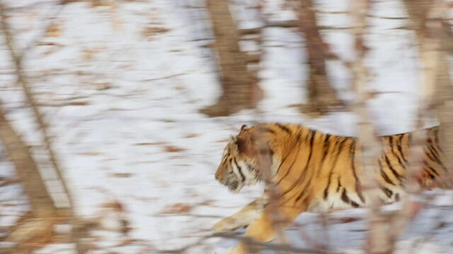 Siberian tiger running in snow covered forest