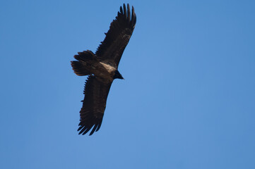 Juvenile bearded vulture Gypaetus barbatus flying in Revilla. Pyrenees. Huesca. Aragon. Spain.
