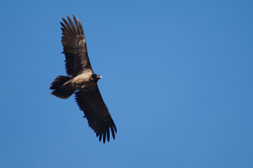 Juvenile bearded vulture Gypaetus barbatus flying in Revilla. Pyrenees. Huesca. Aragon. Spain.