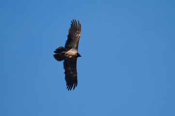 Juvenile bearded vulture Gypaetus barbatus flying in Revilla. Pyrenees. Huesca. Aragon. Spain.