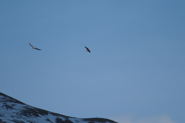 Griffon vultures Gyps fulvus in flight. Escuain Valley. Ordesa and Monte Perdido National Park. Pyrenees. Huesca. Aragon. Spain.