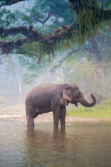 Fototapeta premium Asian Elephant in a natural river at deep forest, Thailand