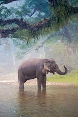 Poster de jardin  Asian Elephant in a natural river at deep forest, Thailand  © ChompopsonG