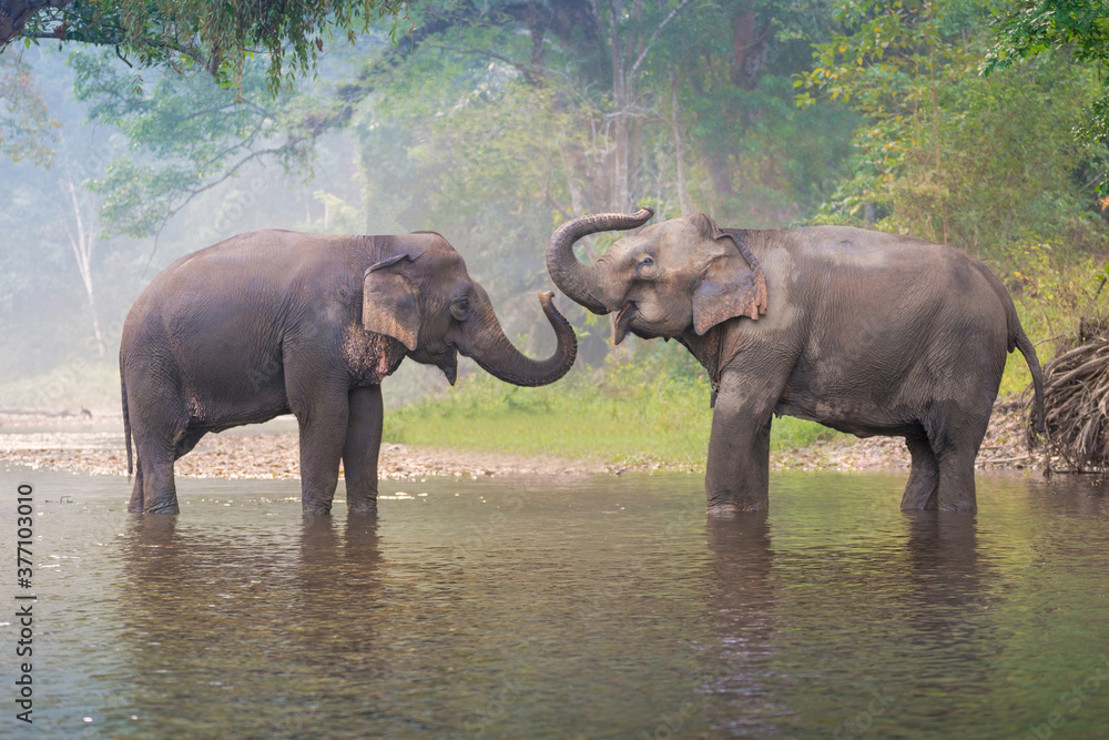 Wall mural asian elephants in a natural river at deep forest, thailand