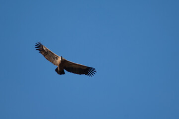 Griffon vulture Gyps fulvus flying in Revilla. Pyrenees. Huesca. Aragon. Spain.