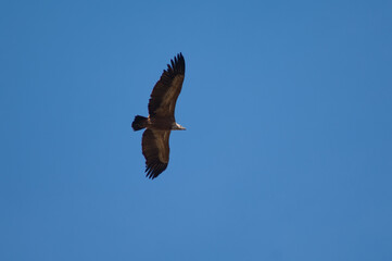 Griffon vulture Gyps fulvus flying in Revilla. Pyrenees. Huesca. Aragon. Spain.