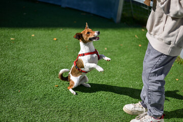 Young Jack Russell Terrier playing with girl on a sunny day.