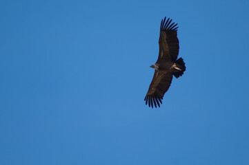 Griffon vulture Gyps fulvus flying in Revilla. Pyrenees. Huesca. Aragon. Spain.