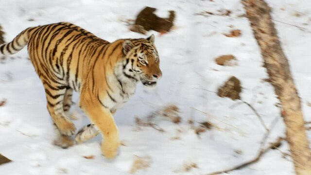 Siberian tiger running in snow covered forest