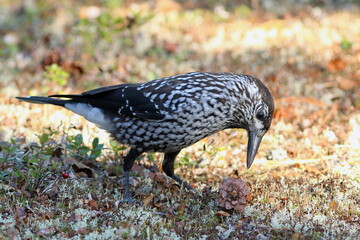 Nucifraga caryocatactes. Nutcracker bites a pine cone on the ground