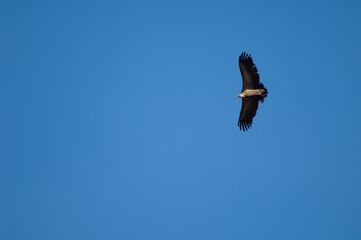 Griffon vulture Gyps fulvus flying in Revilla. Pyrenees. Huesca. Aragon. Spain.