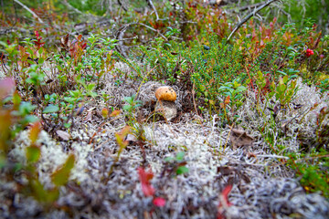 Obraz premium Mushrooms growing in the forest.