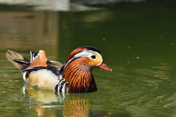 Mandarinente auf dem Teich