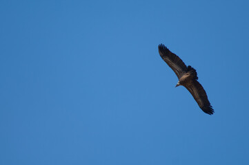 Griffon vulture Gyps fulvus flying in Revilla. Pyrenees. Huesca. Aragon. Spain.