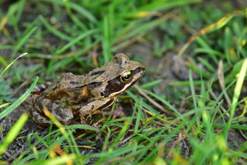 Frosch im Gras