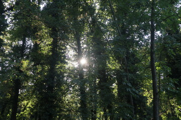 Obraz premium Sun shining through trees