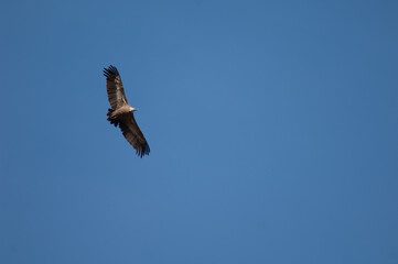 Griffon vulture Gyps fulvus flying in Revilla. Pyrenees. Huesca. Aragon. Spain.