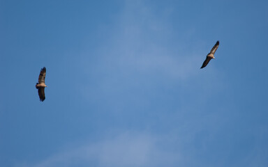 Pair of griffon vultures Gyps fulvus in flight. Revilla. Pyrenees. Huesca. Aragon. Spain.