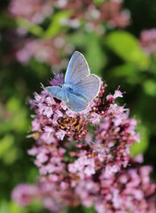 Small blue butterfly on flower
