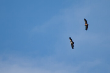 Pair of griffon vultures Gyps fulvus in flight. Revilla. Pyrenees. Huesca. Aragon. Spain.