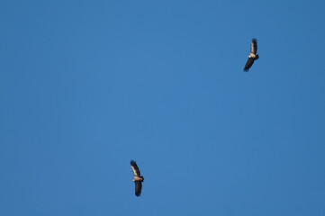Pair of griffon vultures Gyps fulvus in flight. Revilla. Pyrenees. Huesca. Aragon. Spain.