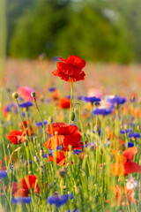 agriculture, american legion, armed forces, background, beautiful, beauty, bloom, blossom, close up, corn poppy, detail, environment, field, fields of poppies, flower, fresh, garden, grass, green, idy
