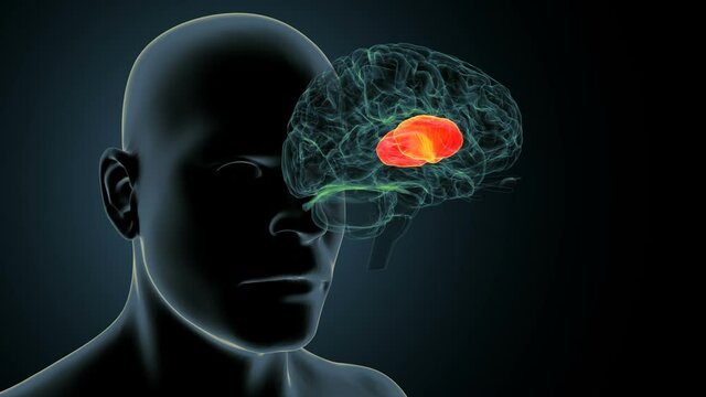 3d render of human body brain organ - the putamen
