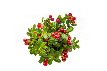 Lingonberry bushes on a white background.