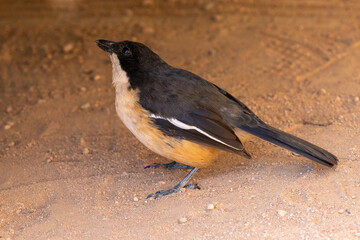 One southern boubou on the ground