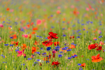 agriculture, american legion, armed forces, background, beautiful, beauty, bloom, blossom, close up, corn poppy, detail, environment, field, fields of poppies, flower, fresh, garden, grass, green, idy
