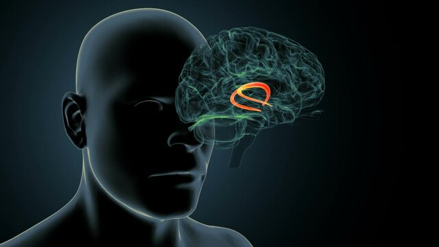 3d rendered of brain anatomy - the lateral ventricle
