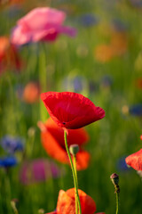 Obraz premium agriculture, american legion, armed forces, background, beautiful, beauty, bloom, blossom, close up, corn poppy, detail, environment, field, fields of poppies, flower, fresh, garden, grass, green, idy