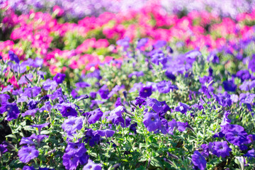 Obraz premium Multicolored garden flowers on a blurred scenic background on a sunny day.