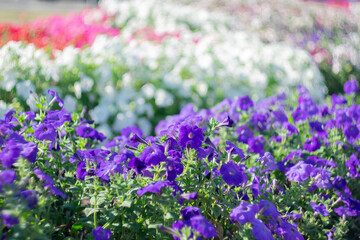Multicolored garden flowers on a blurred scenic background on a sunny day.