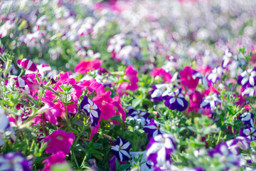 Fototapeta premium Multicolored garden flowers on a blurred scenic background on a sunny day.