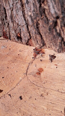 Cut tree trunk 5	