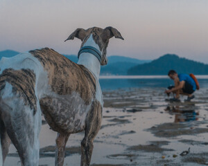 White and brindle greyhound at dusk on the coast, with mountains in the background and a thin layer of water. The dog is looking at a boy with a small dog that is blurred in the background.