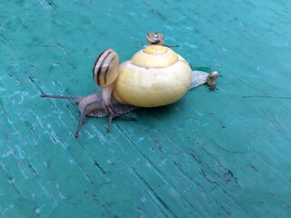 Closeup af a   Snail carrying a tiny snail on her back