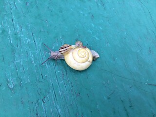 Closeup af a   Snail carrying a tiny snail on her back