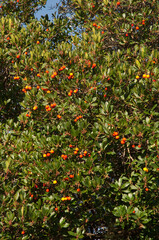 Strawberry tree with fruits in the Guara mountains. Huesca. Aragon. Spain.