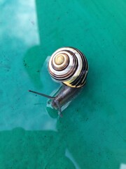 Garden snail  in nature. close-up