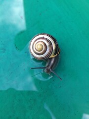 Garden snail  in nature. close-up