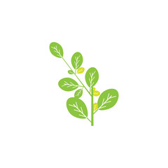 Moringa leaf Logo Template vector