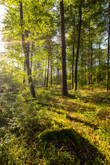 Fototapeta na wymiar Poranek wczesna jesień w lesie